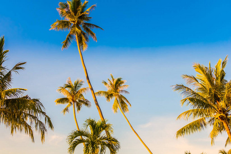 美丽的户外蓝天与椰子棕榈树老式过滤器