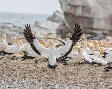 一个海角 Gannet 来土地在它的殖民地在南部非洲