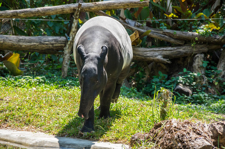 在泰国芭堤雅动物园的貘景观