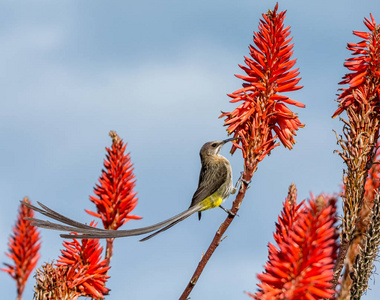 一只雄性的 Sugarbird 在红色的冬季芦荟灌木上
