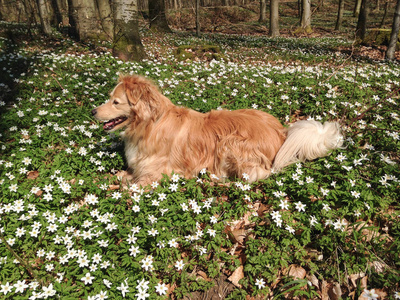 狗躺在草地上, 阳光下有白色的花朵