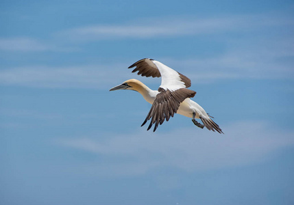 在非洲南部的殖民地 Gannet 的海角