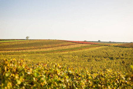 葡萄园在秋天在 Rheinhessen