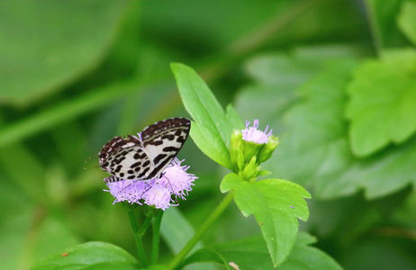 关闭美丽的蝴蝶在新鲜自然