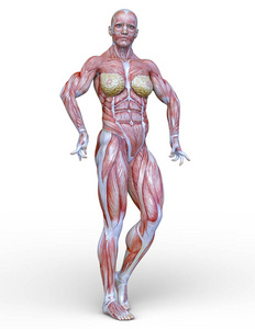 3d 肌肉女性 Cg 渲染