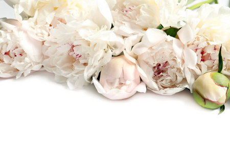 美丽盛开的牡丹花在白色背景上