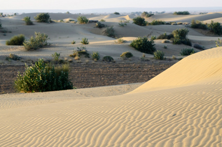 美丽的沙丘的塔尔沙漠日出，拉贾斯坦邦，印度，南亚期间