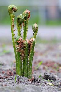 原料有机绿色蕨菜原料有机绿色蕨菜蕨类植物和苔藓森林在石头上绿色的