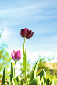 美丽的盛开的郁金香在阳光明媚的春天天户外