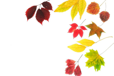秋季作文背景。在白色背景下, 由秋天的树叶制成的框架图案。顶部视图。复制空间。平躺