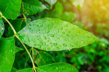 雨后的绿叶和水滴