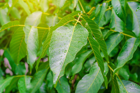 雨后的绿叶和水滴