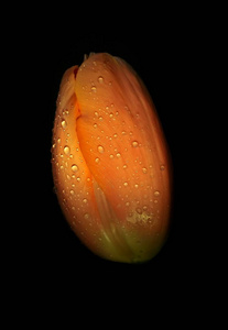 在黑色的背景下, 在露水滴上的郁金香橙芽。特写