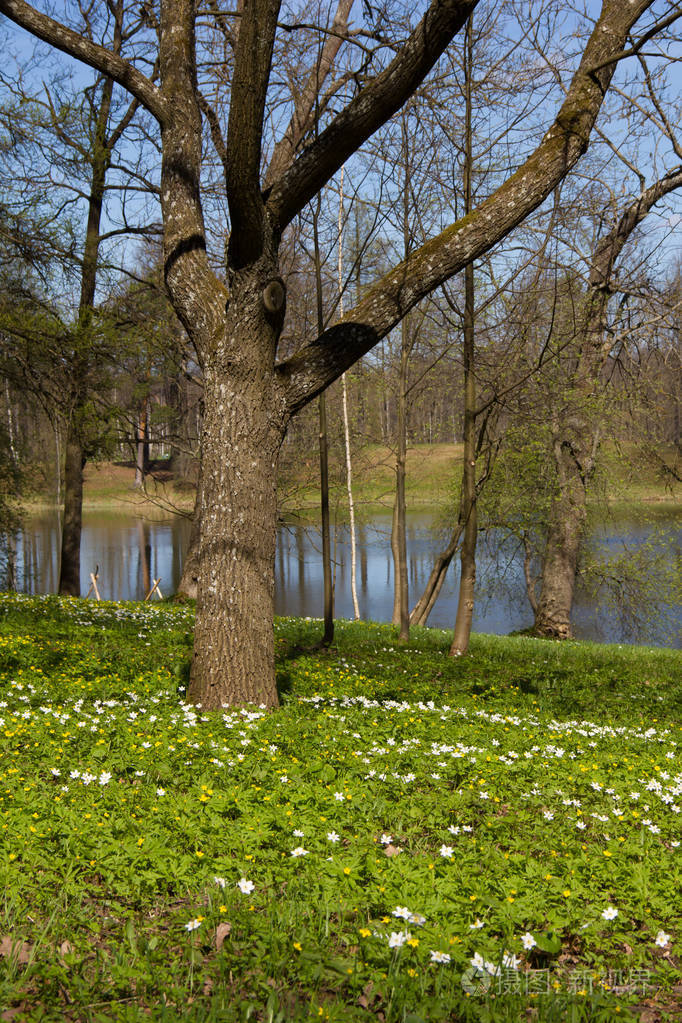春天阳光明媚的一天公园