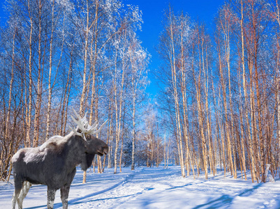 圣诞老人的旅程。宏伟的麋鹿在白雪覆盖的白杨树丛。明亮的寒冷的冬天天。积极生态旅游理念