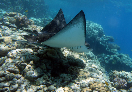 巨大的刺魟在水柱中庄严地游动.埃及红海照片