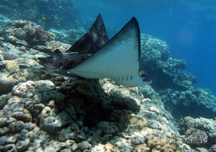 巨大的刺魟在水柱中庄严地游动埃及红海