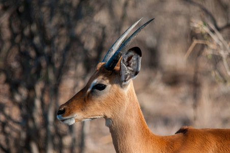 黑斑羚 Aepyceros melampus, 国家储备, 肯尼亚, 非洲
