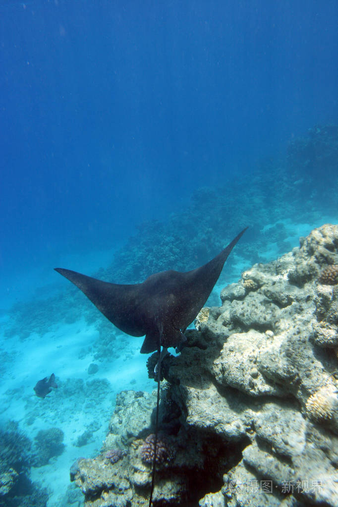 巨大的刺魟在水柱中庄严地游动埃及红海