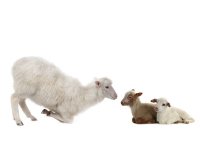 在白色背景的小绵羊和雌性绵羊图片