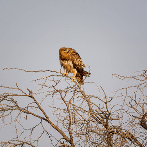 幼褐鹰栖息在纳米比亚大草原上的一棵树上