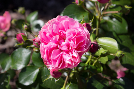 照片的一朵怒放的粉红色玫瑰花园里