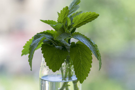 梅利莎药用健康草本植物, 柠檬香茎与绿叶在透明玻璃花瓶, 模糊的背景
