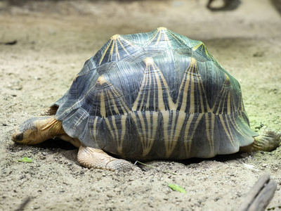 辐射龟, Astrochelys 辐射, 罕见的马达加斯加海龟