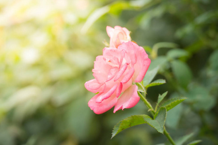 花园里的玫瑰，玫瑰是美丽与美丽的阳光灿烂的日子