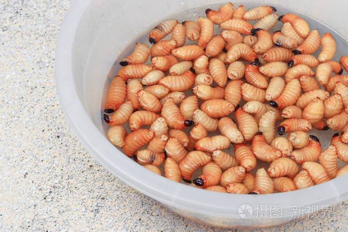 西米甲虫或蠕虫棕榈象红色运动在水槽白色 甲入侵为害 流行的食物幼虫南部泰国 顶部视图照片 正版商用图片08j2te 摄图新视界 西米甲虫或蠕虫棕榈象红色运动在水槽白色 甲入侵为害 流行的食物幼虫南部泰国 顶部视图照片 正版商用图片08j2te 摄图新视界