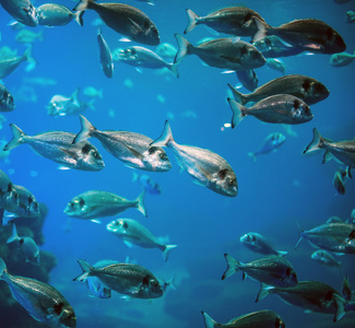 很多鱼图片
