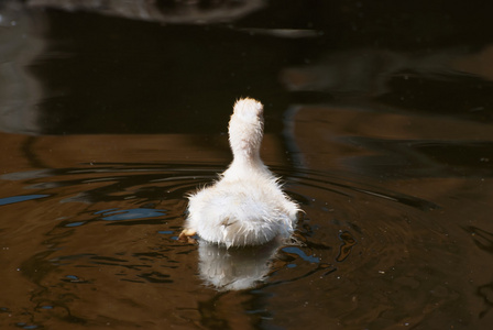 可爱的黄色小鸭在水中