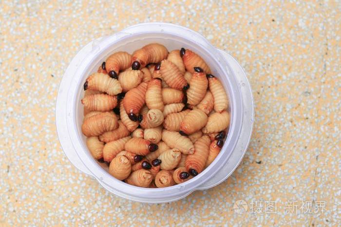 西米甲虫或蠕虫棕榈象在杯子上的红色运动在桌上抛光金石