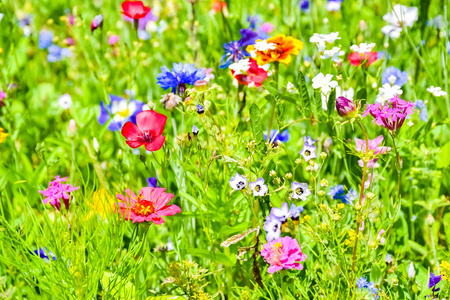 美丽的盛开的草地与五颜六色的野花