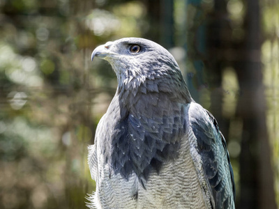 黑色胸秃鹰的肖像, Geranoaetus melanoleucus, 厄瓜多尔