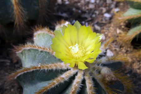 Notocactus 花