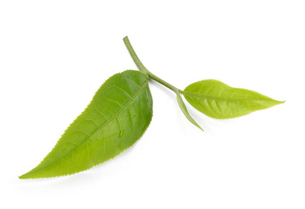 绿茶叶在白色背景上孤立图片