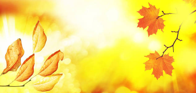 秋季景观与明亮多彩树叶。印度夏季