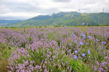 田野的紫色薰衣草, 郁郁葱葱的灌木, 在巴尔干山脉的背景下, 蓝色的花朵下