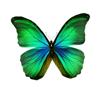 充满异国情调的绿色蝴蝶翅膀图片