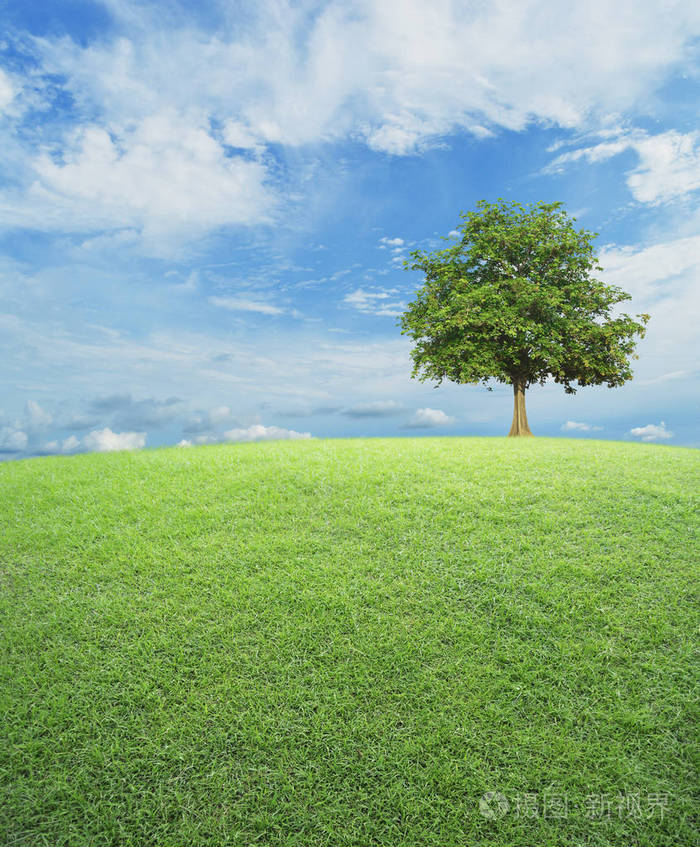 与绿草蓝蓝的天空,自然背景场的那棵大树