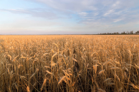 日落麦子领域或农业在镇风景外面