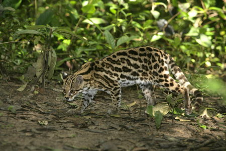 长尾虎猫 虎猫或小老虎 美洲豹猫 wiedii