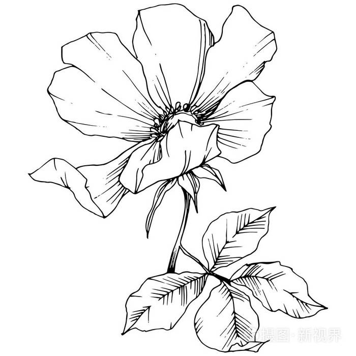 野花罗莎犬齿在一个向量风格孤立黑白雕刻水墨艺术