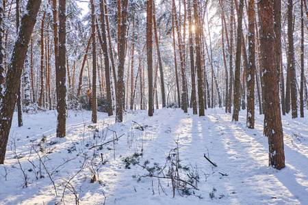 冬季公园背景树木覆盖白雪