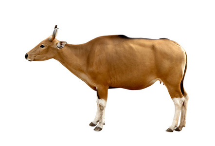 javanicus 头。红牛是一头野母牛。头上白色背景隔离
