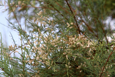 以色列北部的秋天植物和花朵