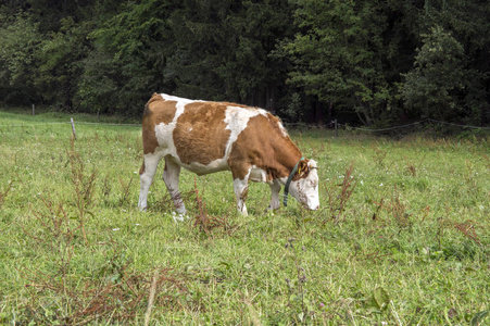 牧场上的单头奶牛