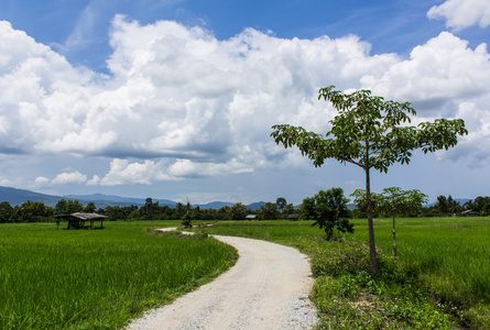 路小屋和绿色的稻田，在泰国，亚洲