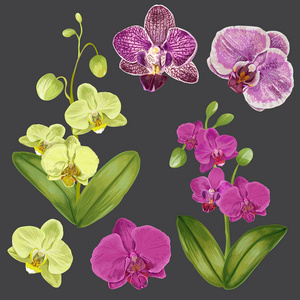 异国情调的兰花花集。热带花卉元素的装饰, 图案, 邀请。热带植物花卉背景。矢量插图